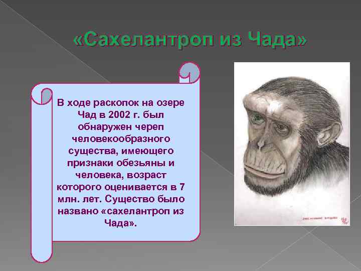  «Сахелантроп из Чада» В ходе раскопок на озере Чад в 2002 г. был