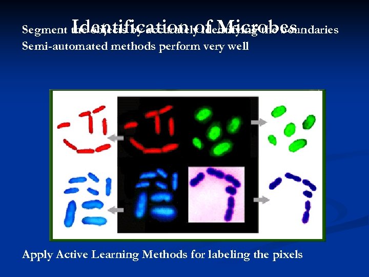 Identification of Microbes Segment the objects by accurately identifying the boundaries Semi-automated methods perform