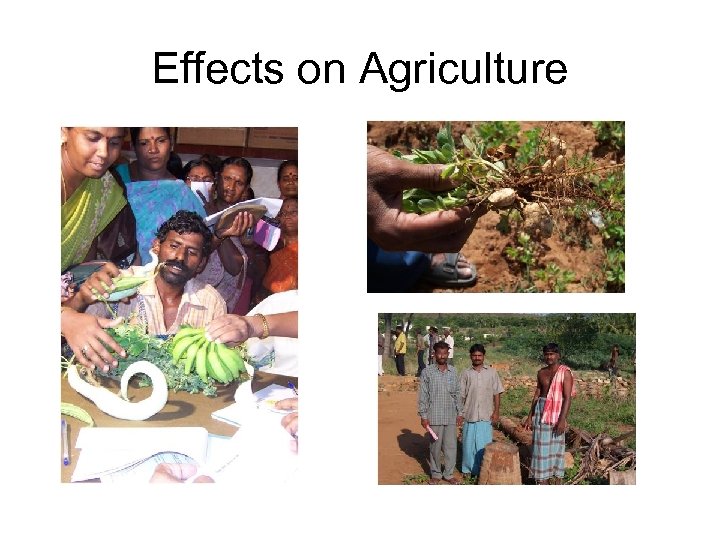 Effects on Agriculture 