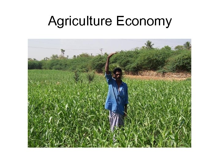 Agriculture Economy 