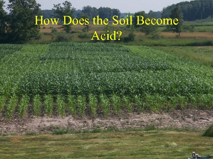How Does the Soil Become Acid? 