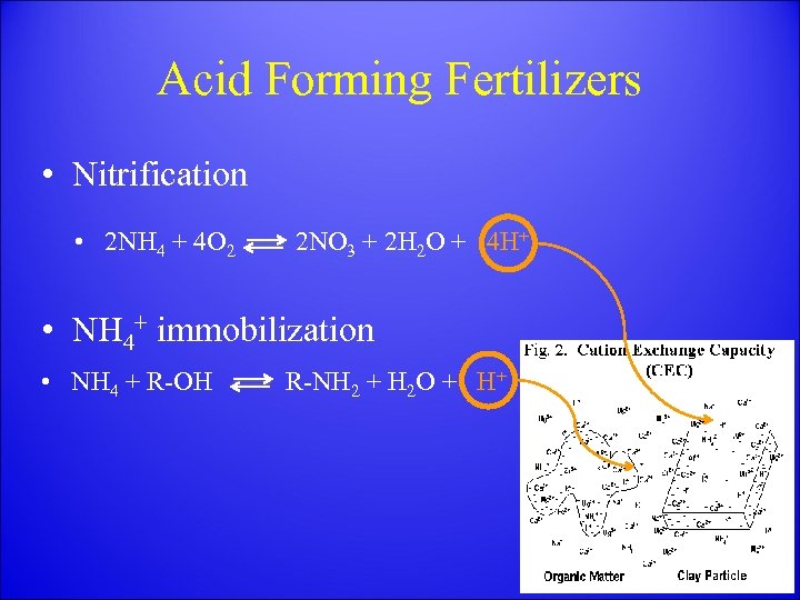 Acid Forming Fertilizers • Nitrification • 2 NH 4 + 4 O 2 2