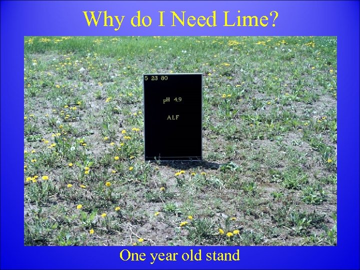 Why do I Need Lime? One year old stand 