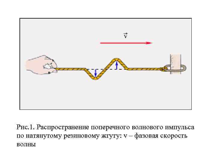 На рисунке изображена поперечная волна