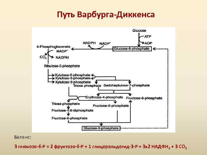 Путь Варбурга-Диккенса Баланс: 3 глюкозо-6 -Р = 2 фруктозо-6 -Р + 1 глицеральдегид-3 -Р
