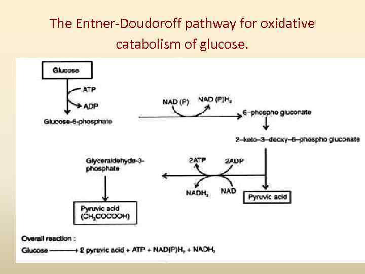 The Entner-Doudoroff pathway for oxidative catabolism of glucose. 