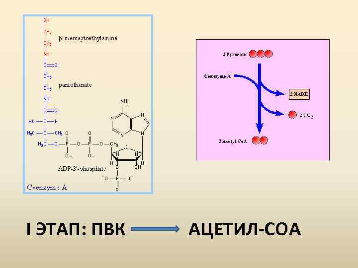 I ЭТАП: ПВК АЦЕТИЛ-СОА 