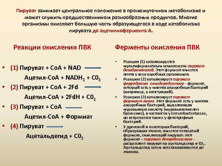 Пируват занимает центральное положение в промежуточном метаболизме и может служить предшественником разнообразных продуктов. Многие