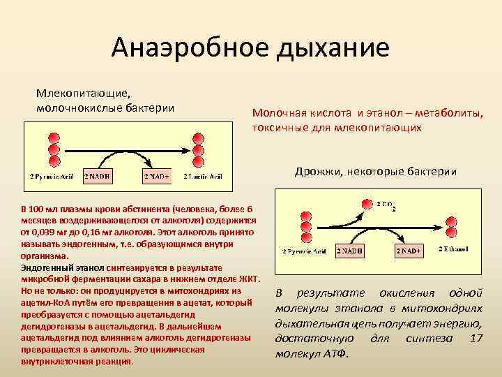 Анаэробное дыхание