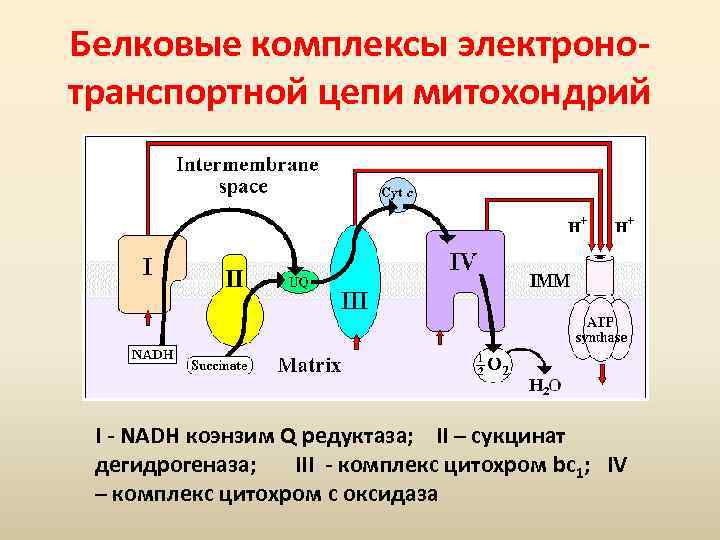 Белковые комплексы электронотранспортной цепи митохондрий I - NADH коэнзим Q редуктаза; II – сукцинат