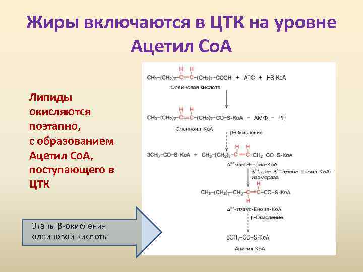 Жиры включаются в ЦТК на уровне Ацетил Со. А Липиды окисляются поэтапно, с образованием