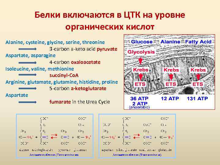 Белки включаются в ЦТК на уровне органических кислот Аlanine, cysteine, glycine, serine, threonine 3