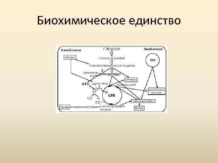 Биохимические доказательства. Биохимическое единство живых организмов. Принцип биохимического единства. Единство биохимического состава примеры. Примеры биохимического единства живых организмов.