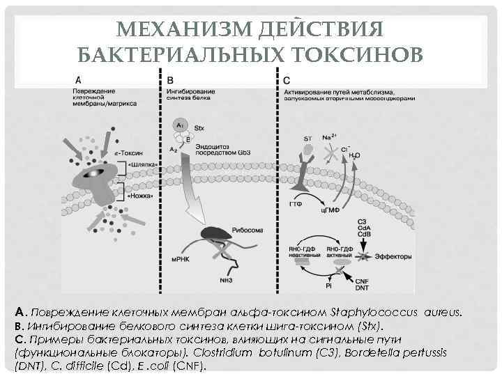 МЕХАНИЗМ ДЕЙСТВИЯ БАКТЕРИАЛЬНЫХ ТОКСИНОВ А. Повреждение клеточных мембран альфа-токсином Staphylococcus aureus. В. Ингибирование белкового