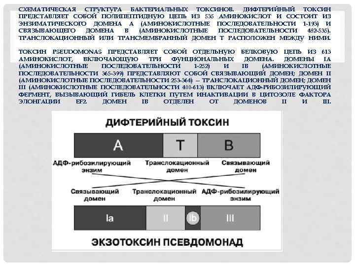 СХЕМАТИЧЕСКАЯ СТРУКТУРА БАКТЕРИАЛЬНЫХ ТОКСИНОВ. ДИФТЕРИЙНЫЙ ТОКСИН ПРЕДСТАВЛЯЕТ СОБОЙ ПОЛИПЕПТИДНУЮ ЦЕПЬ ИЗ 535 АМИНОКИСЛОТ И