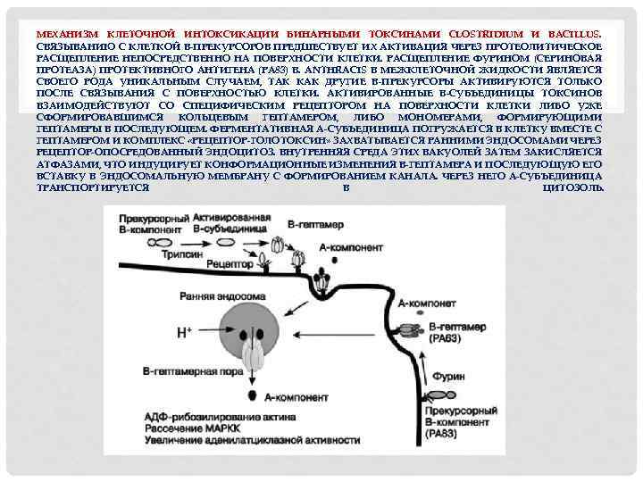 МЕХАНИЗМ КЛЕТОЧНОЙ ИНТОКСИКАЦИИ БИНАРНЫМИ ТОКСИНАМИ CLOSTRIDIUM И BACILLUS. СВЯЗЫВАНИЮ С КЛЕТКОЙ B-ПРЕКУРСОРОВ ПРЕДШЕСТВУЕТ ИХ