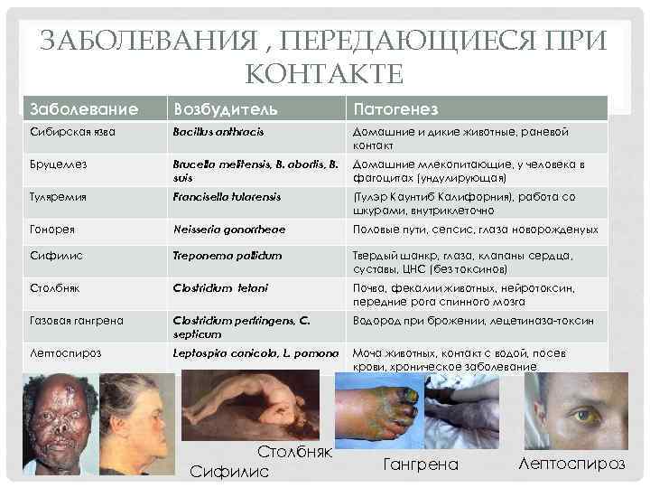 ЗАБОЛЕВАНИЯ , ПЕРЕДАЮЩИЕСЯ ПРИ КОНТАКТЕ Заболевание Возбудитель Патогенез Сибирская язва Bacillus anthracis Домашние и