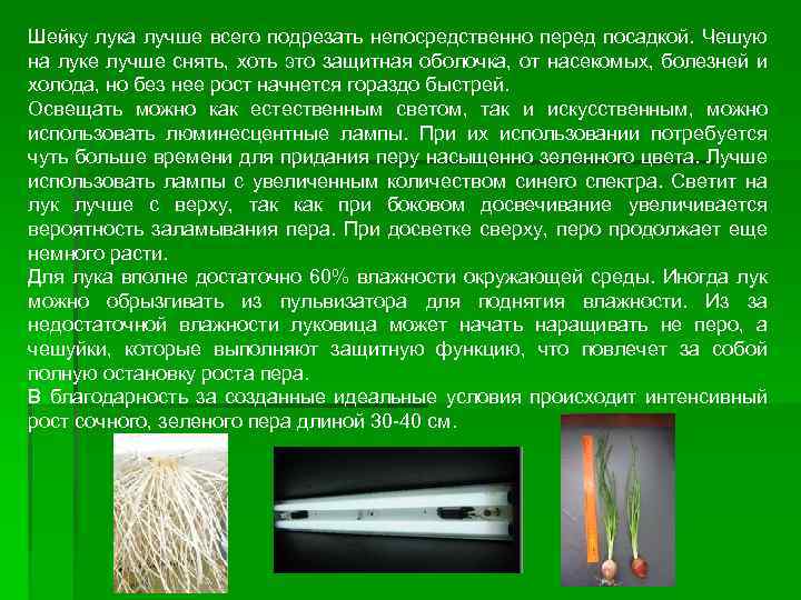 Шейку лука лучше всего подрезать непосредственно перед посадкой. Чешую на луке лучше снять, хоть