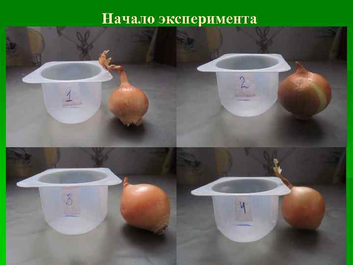 Начало эксперимента 