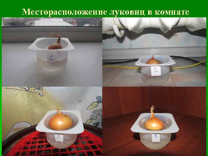Месторасположение луковиц в комнате 