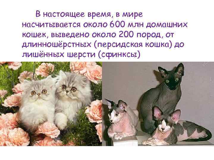 В настоящее время, в мире насчитывается около 600 млн домашних кошек, выведено около 200