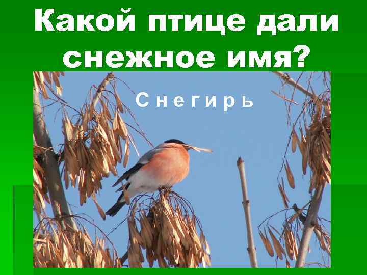 Какой птице дали снежное имя? Снегирь 