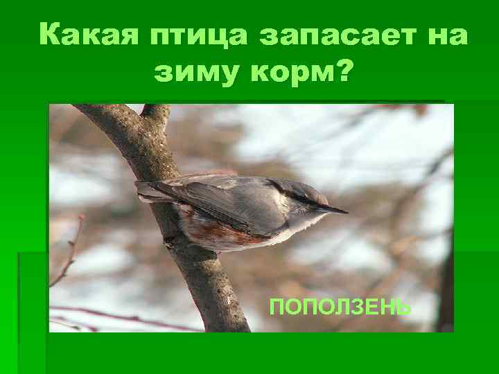 Какая птица запасает на зиму корм? ПОПОЛЗЕНЬ 