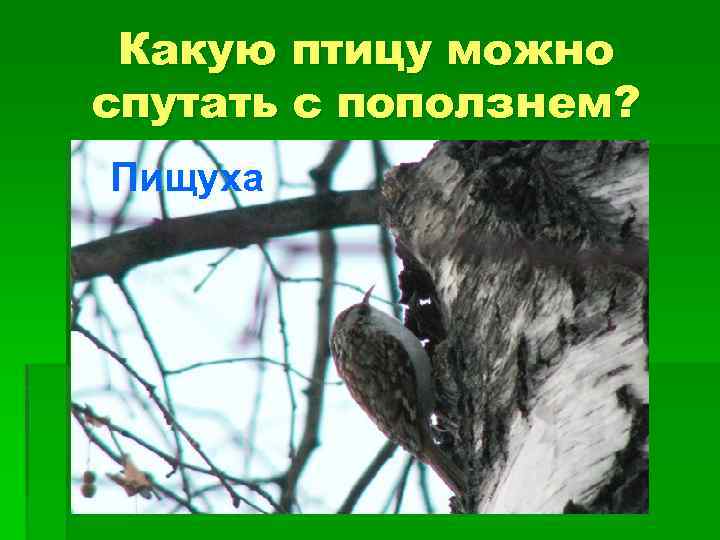 Какую птицу можно спутать с поползнем? Пищуха 