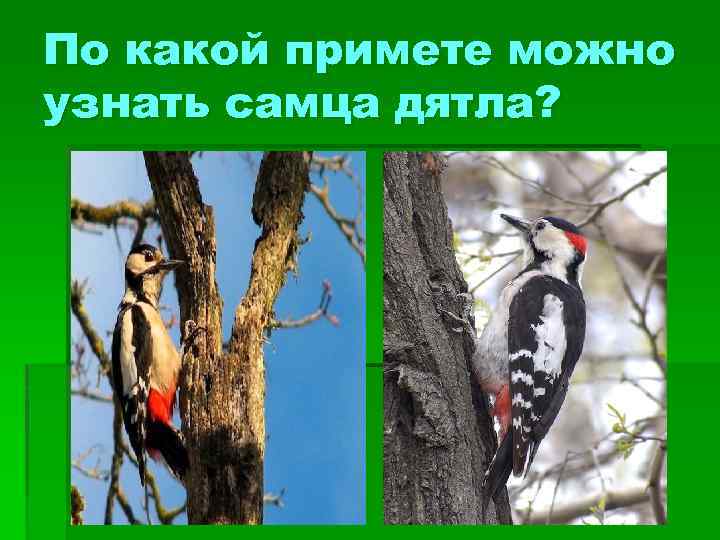 По какой примете можно узнать самца дятла? 