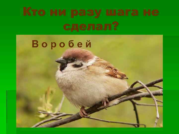 Кто ни разу шага не сделал? Воробей 