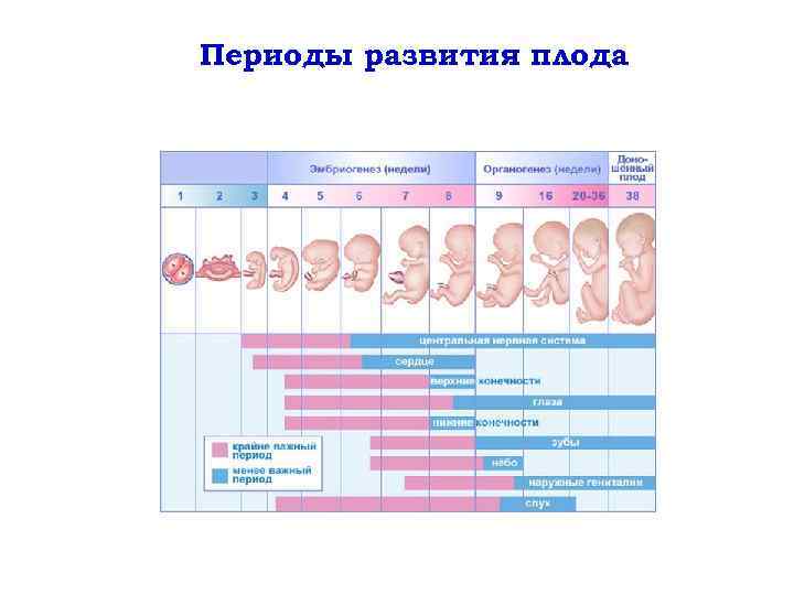 Периоды развития плода 