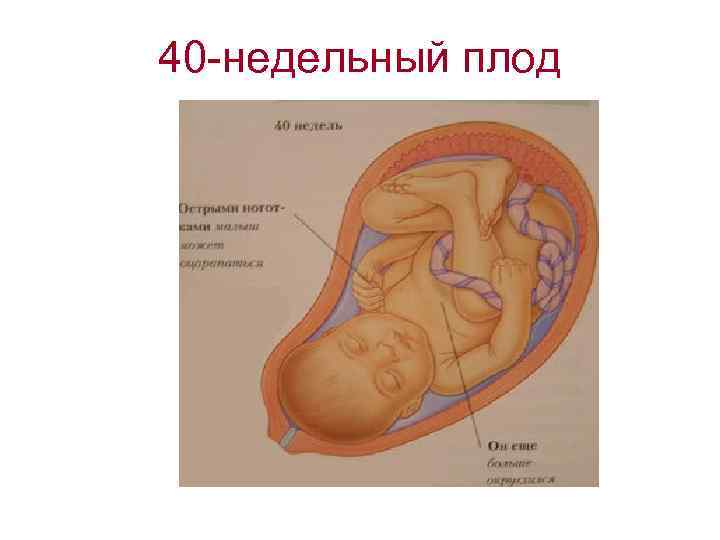 40 -недельный плод 