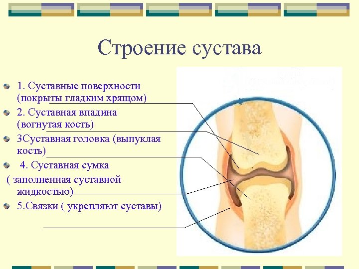 Строение сустава 1. Суставные поверхности (покрыты гладким хрящом) 2. Суставная впадина (вогнутая кость) 3