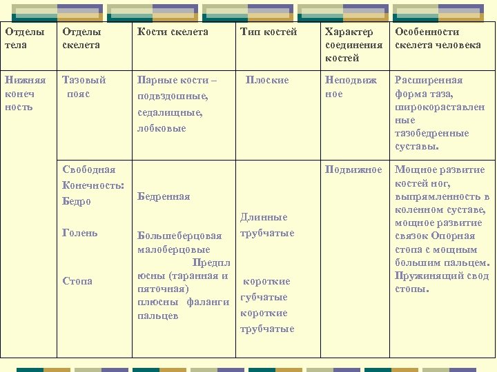 Отделы тела Отделы скелета Кости скелета Нижняя конеч ность Тазовый пояс Парные кости –
