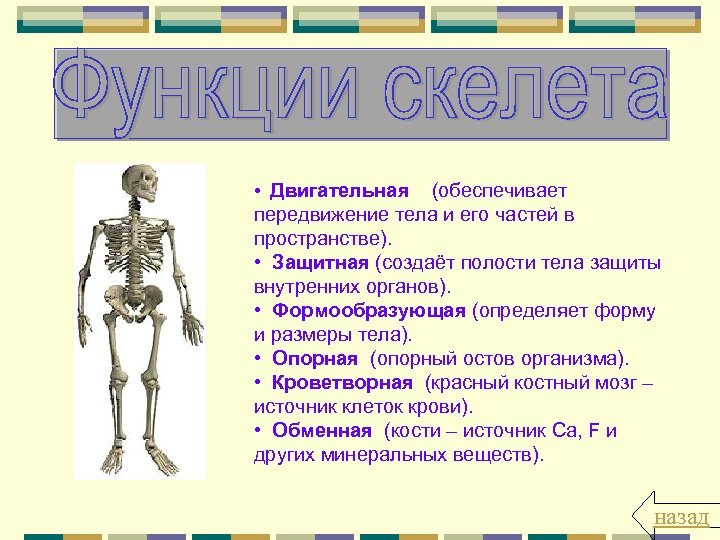  • Двигательная (обеспечивает передвижение тела и его частей в пространстве). • Защитная (создаёт