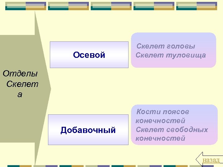 Осевой Скелет головы Скелет туловища Отделы Скелет а Добавочный Кости поясов конечностей Скелет свободных
