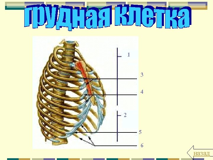 1 3 4 2 5 6 назад 