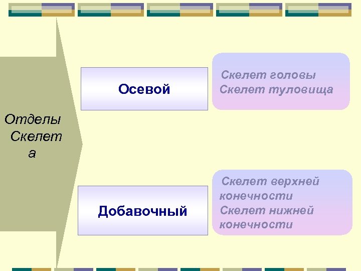 Осевой Скелет головы Скелет туловища Отделы Скелет а Добавочный Скелет верхней конечности Скелет нижней