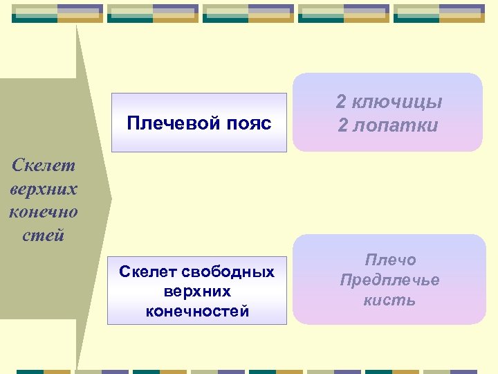 Плечевой пояс 2 ключицы 2 лопатки Скелет верхних конечно стей Скелет свободных верхних конечностей