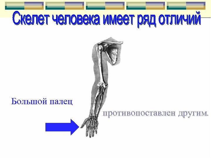 Большой палец противопоставлен другим. 
