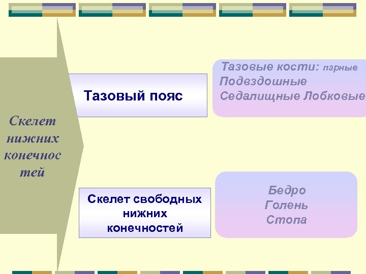 Тазовый пояс Тазовые кости: парные Подвздошные Седалищные Лобковые Скелет нижних конечнос тей Скелет свободных