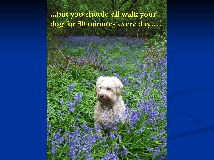 . . . but you should all walk your dog for 30 minutes every