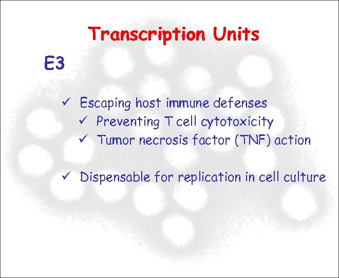 Transcription Units E 3 Escaping host immune defenses Preventing T cell cytotoxicity Tumor necrosis
