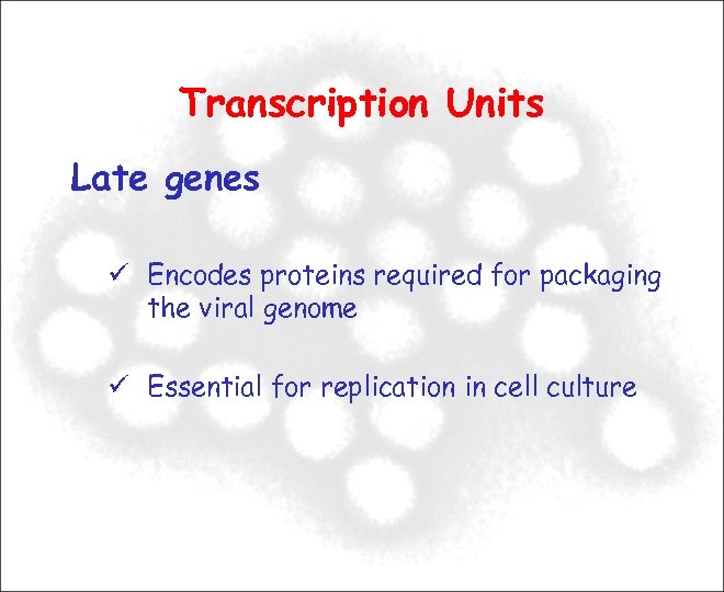 Transcription Units Late genes Encodes proteins required for packaging the viral genome Essential for