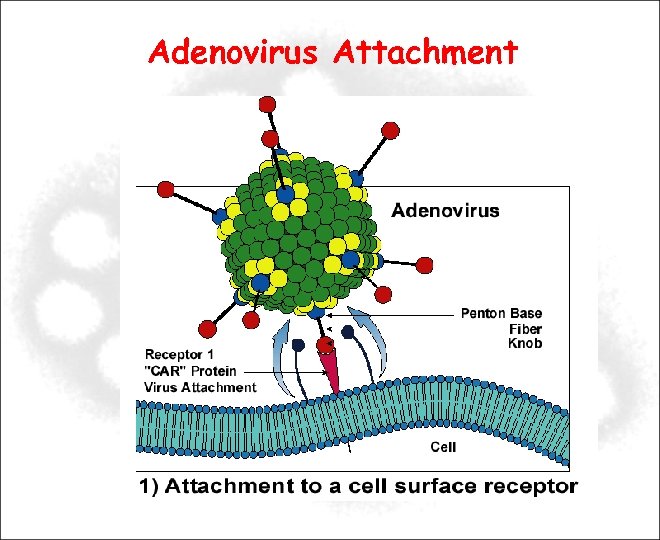 Adenovirus Attachment 