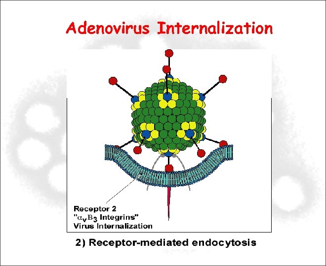 Adenovirus Internalization 