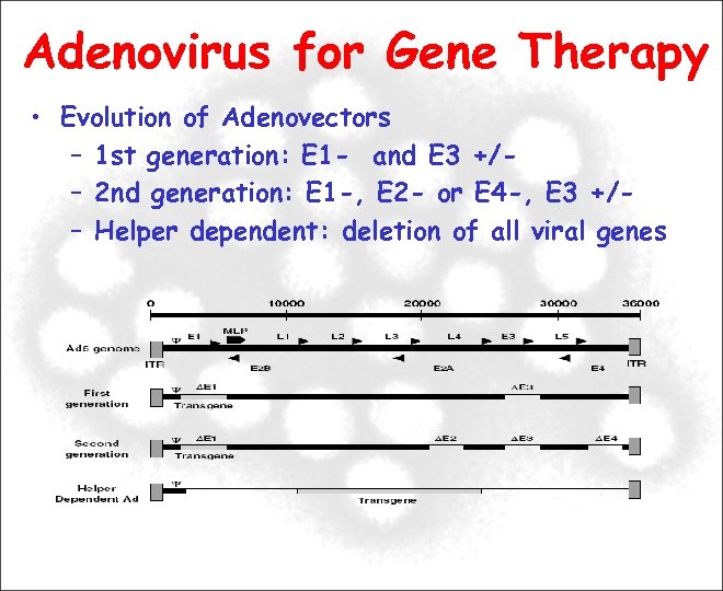 Adenovirus for Gene Therapy • Evolution of Adenovectors – 1 st generation: E 1