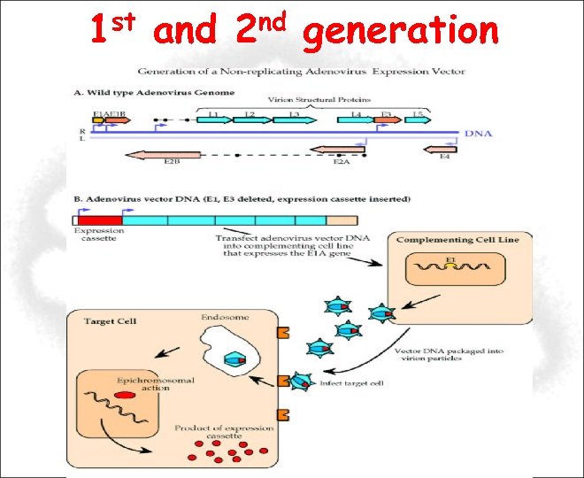 1 st and 2 nd generation 