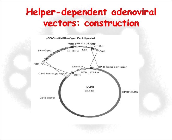 Helper-dependent adenoviral vectors: construction 