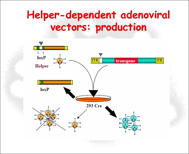 Helper-dependent adenoviral vectors: production 